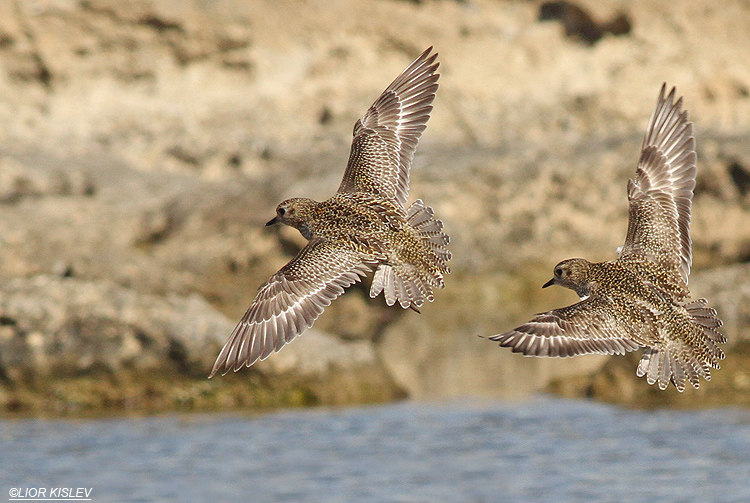 Eurasian Golden Plover   Pluvialis apricaria, Acre February 2014 . Lior Kislev